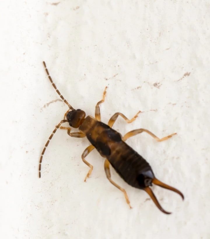 scarborough pest control