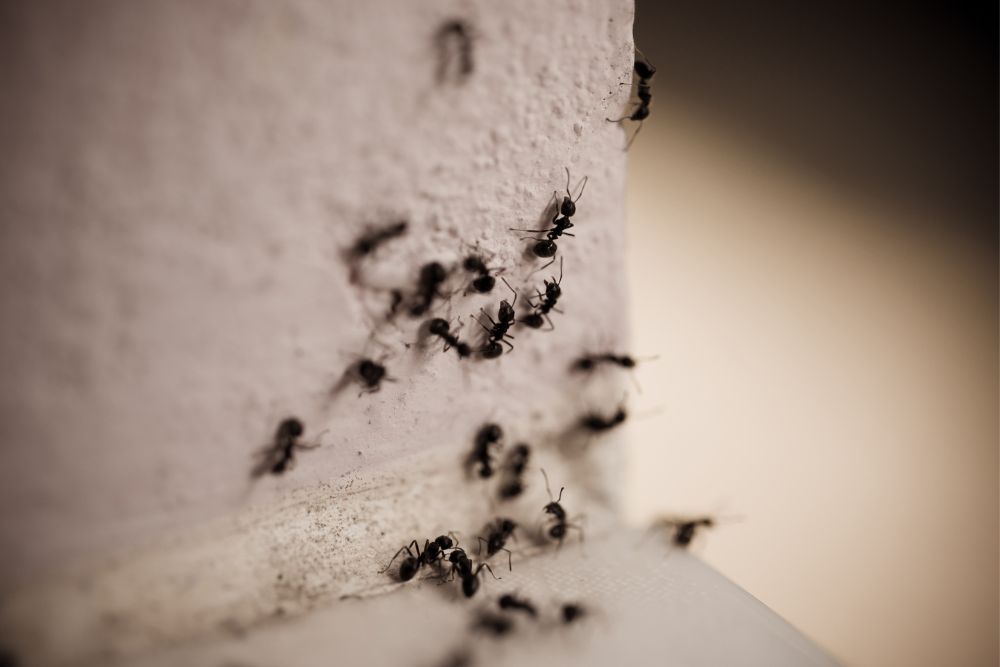 How To Get Rid Of Carpenter Ants Maine Residents Detest