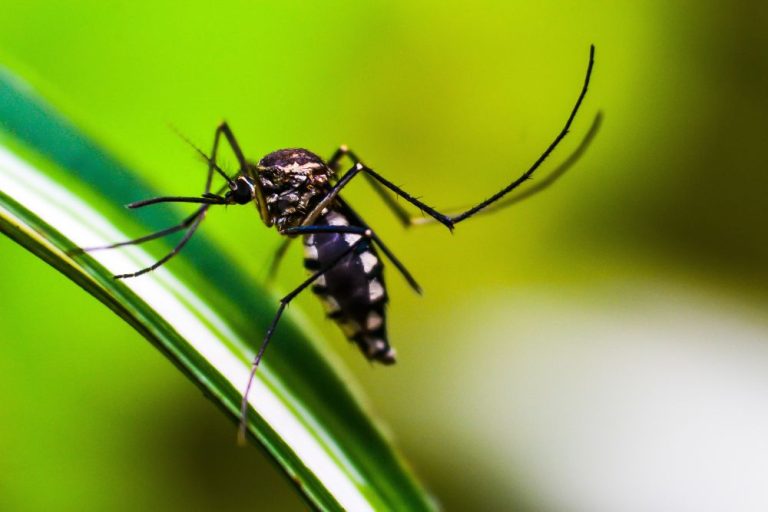 When Are Mosquitoes Most Active Green Shield Pest Control