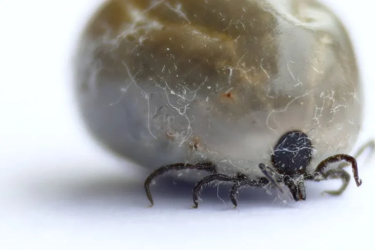 ticks in maine