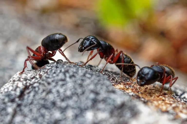 what does a carpenter ant look like