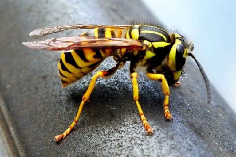 black and yellow wasps
