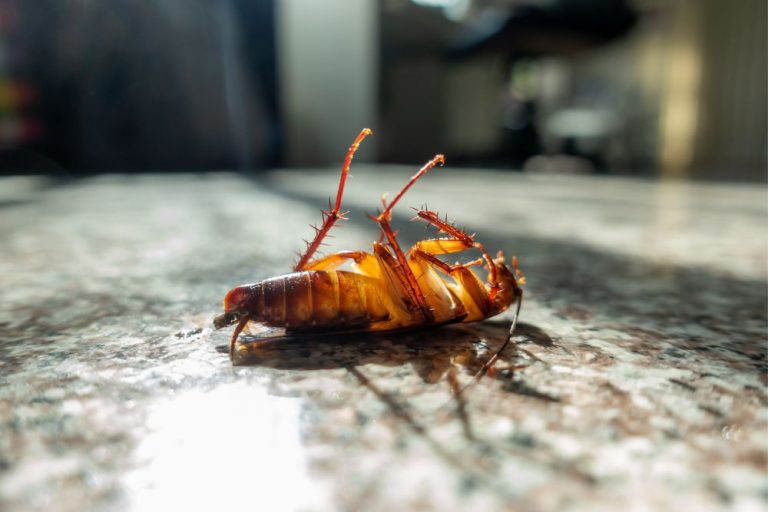 Cockroaches in Maine