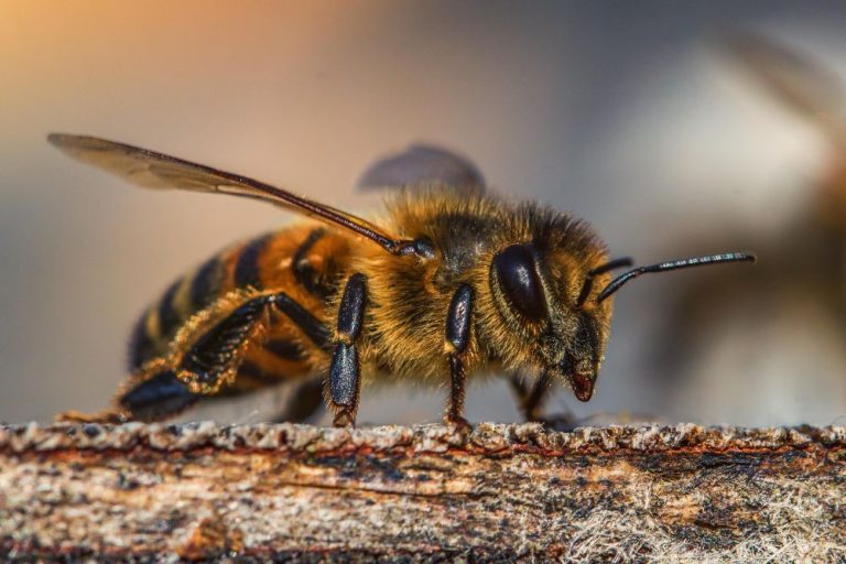 Honey Bees in Maine