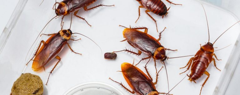 Maine Cockroaches