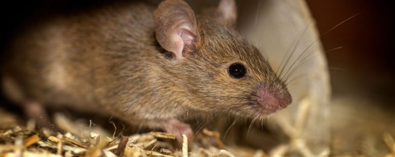 Risks from Rats in Maine