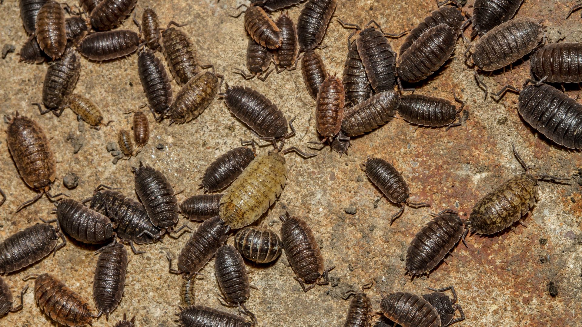 Unwanted Guests: Is It Bed Bugs or Fleas?