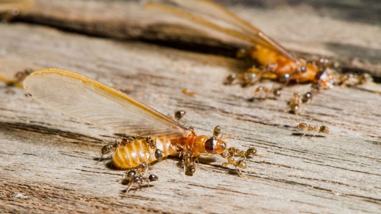Ant vs Termite