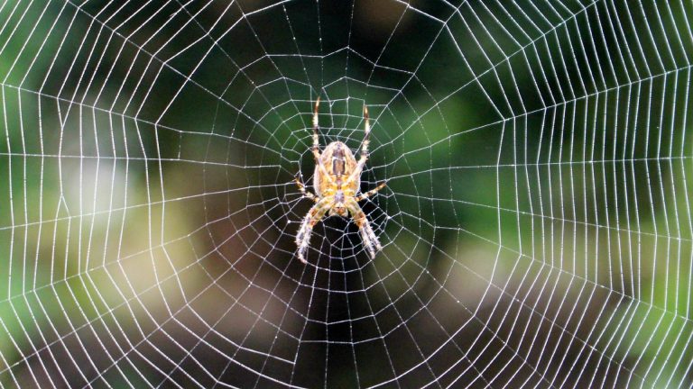 The Spiders in Your Garden_ Friend or Foe
