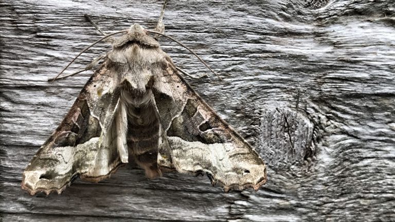 Understanding the Brown Tail Moth and Its Impact on Maine Residents