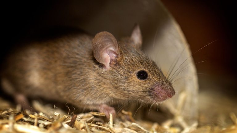 What Are Brown Mice