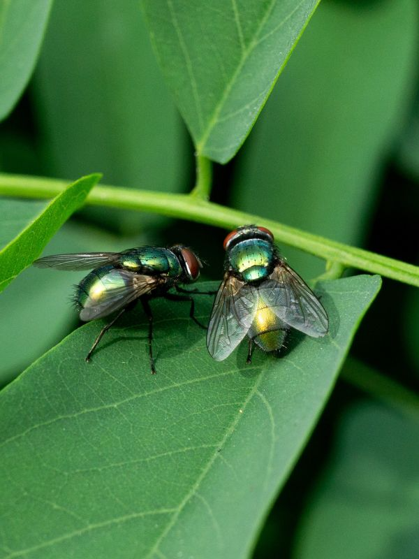Exterminator Steep Falls Maine