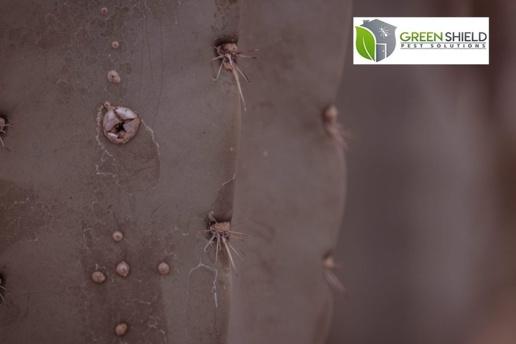 Green Shield Pest Solution