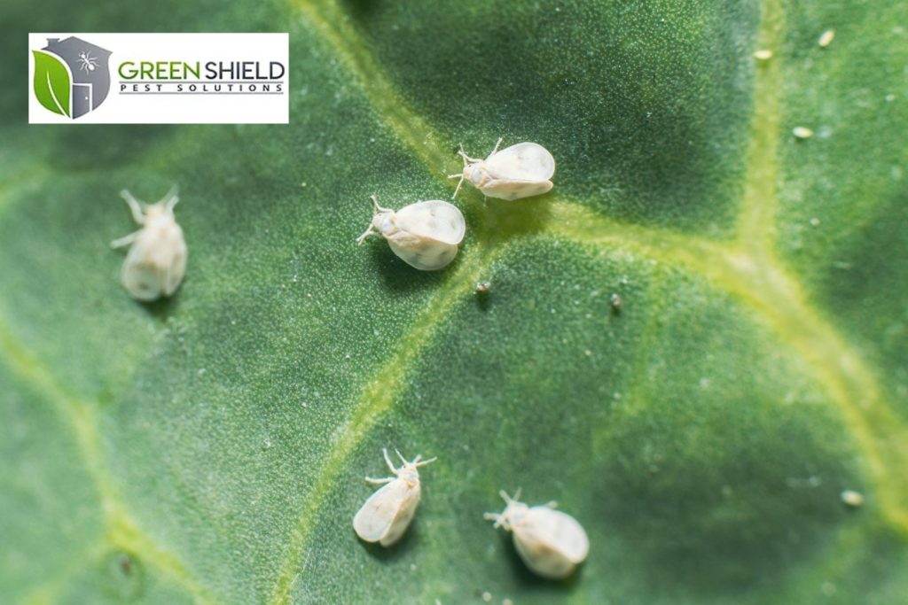 Green Shield Pest Solution