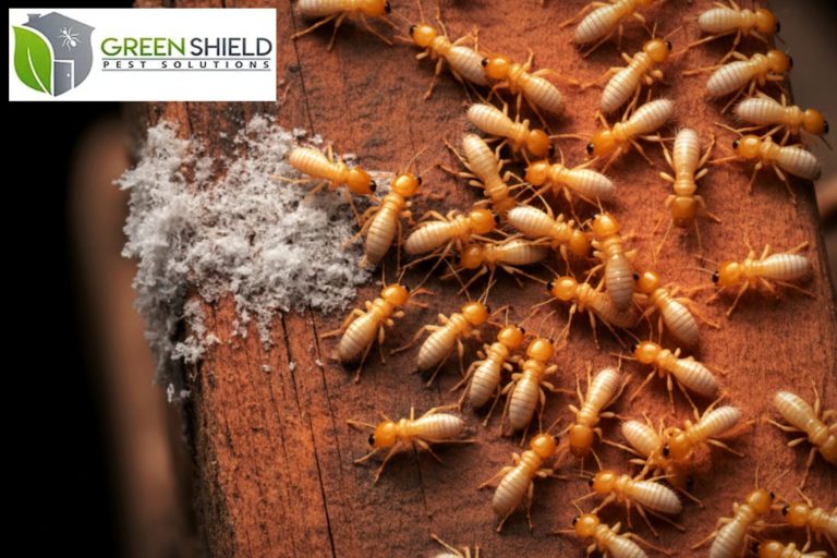 termites