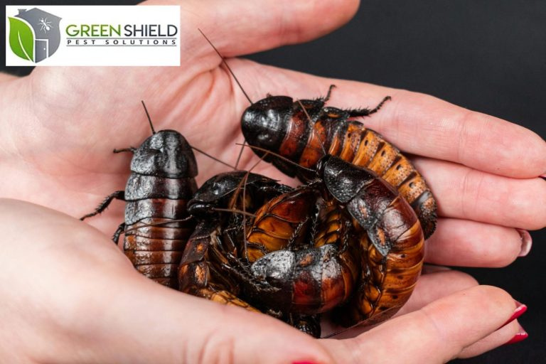 cockroaches