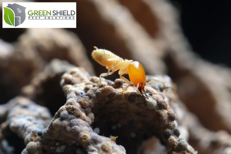 termites