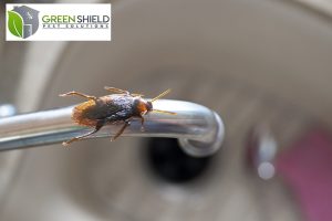 pest control