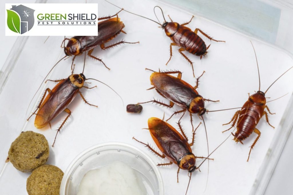 pest control