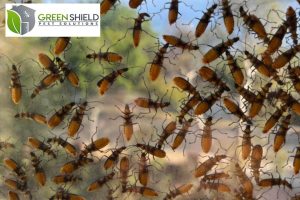 pest control