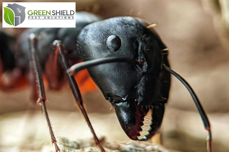 ant
