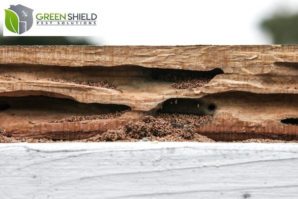 termites