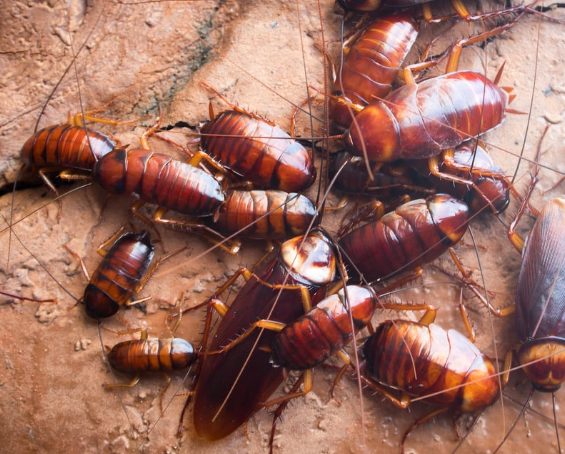 pest control Belgrade Lakes ME