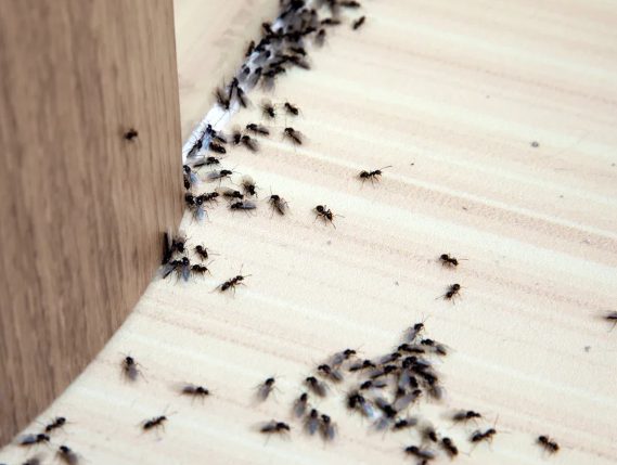 pest control Belgrade Lakes ME