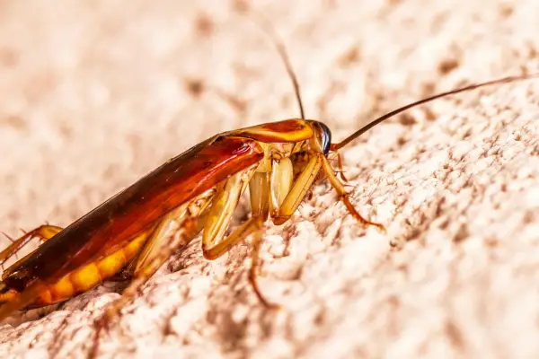 pest control readfield ME