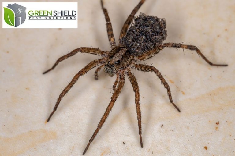 spider