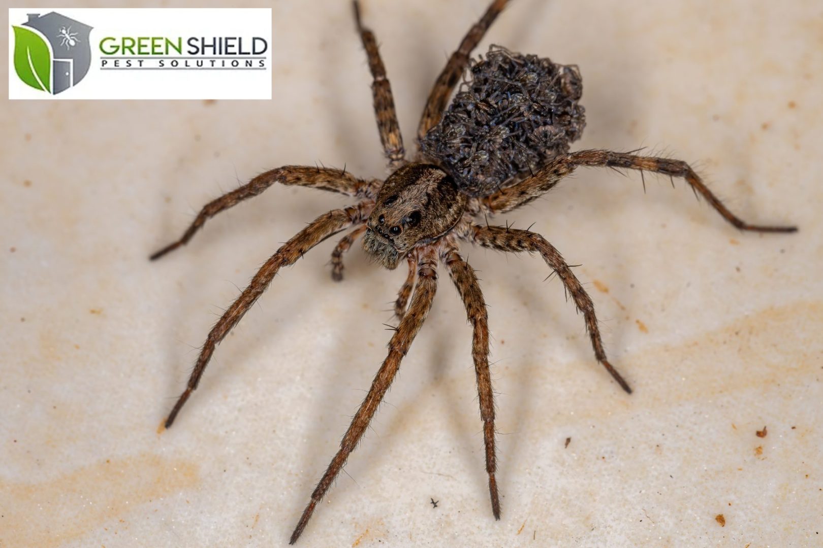 Spiders That Resemble the Brown Recluse: Key Differences