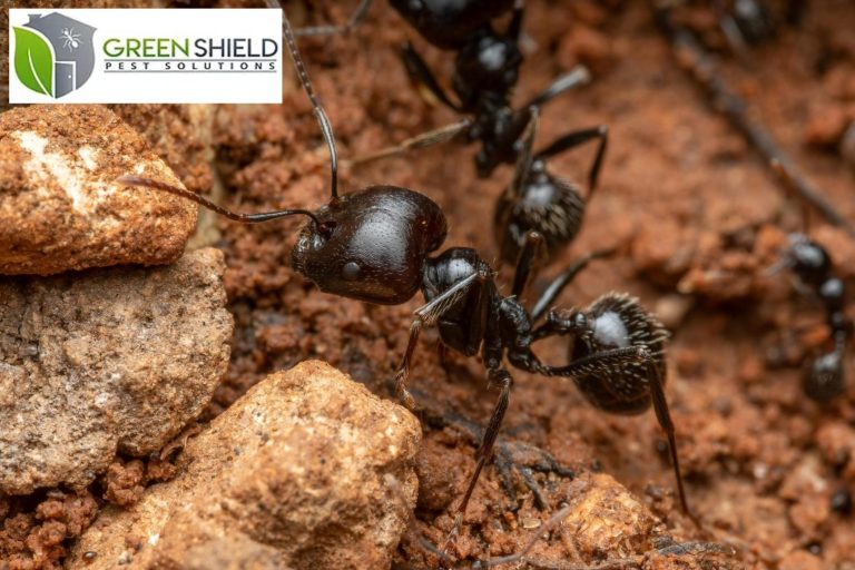 ant