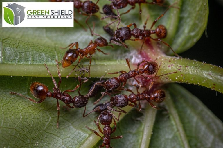 ants