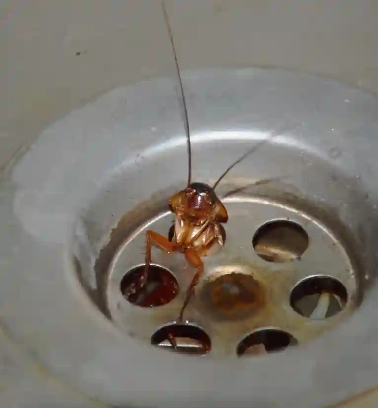 augusta pest control