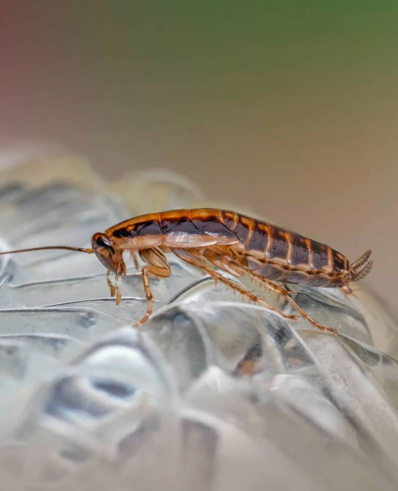 Pest Control in Portsmouth, NH