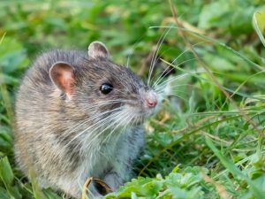 RAT