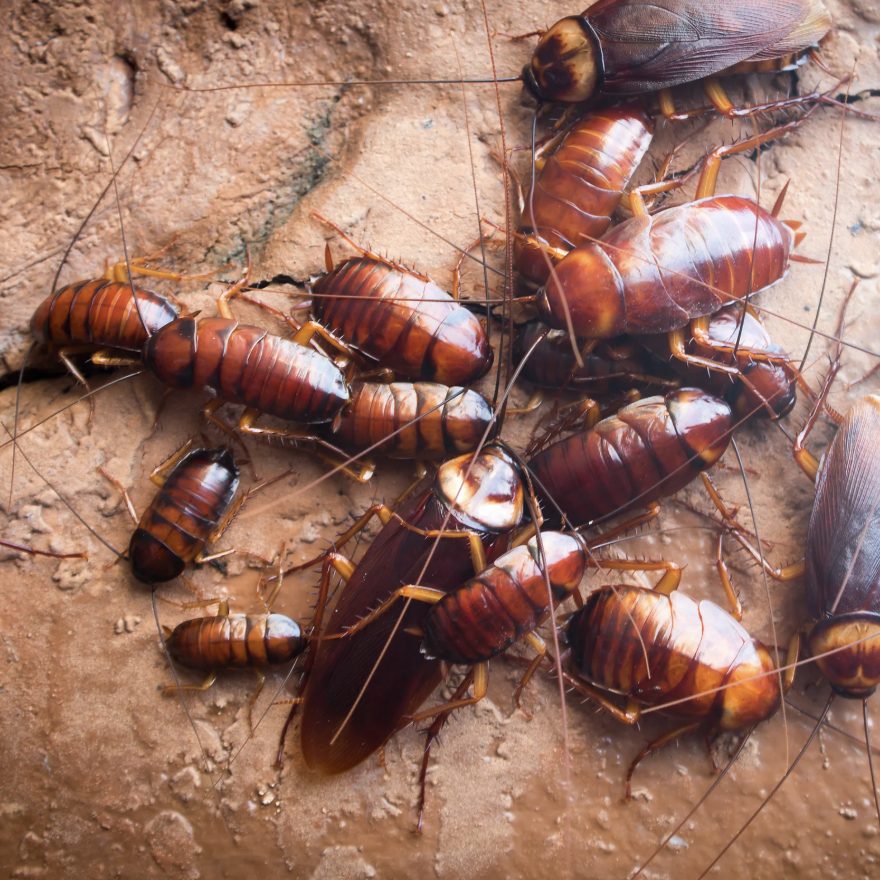 Pest Control in Stratham, NH