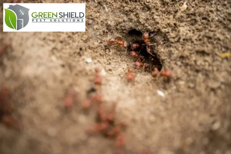 ants working around their nest