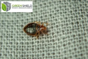 bed bug on the mattress