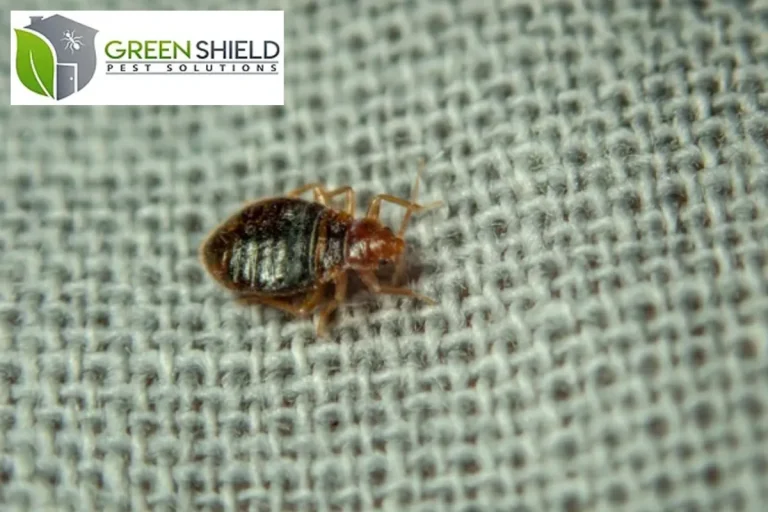 bed bug on the mattress