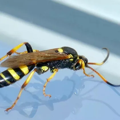 exterminator gorham me