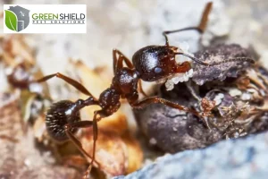 Ant outside in the garden