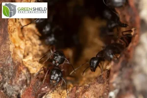 carpenter ants