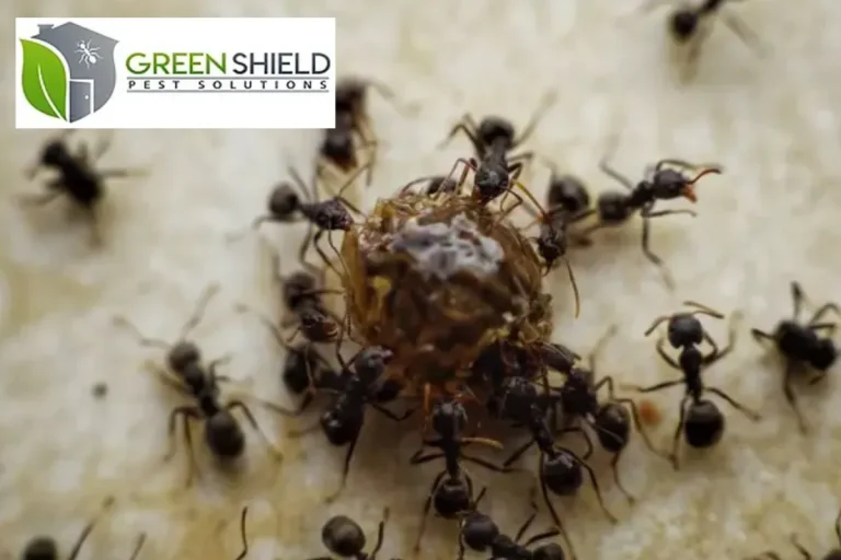ants eating
