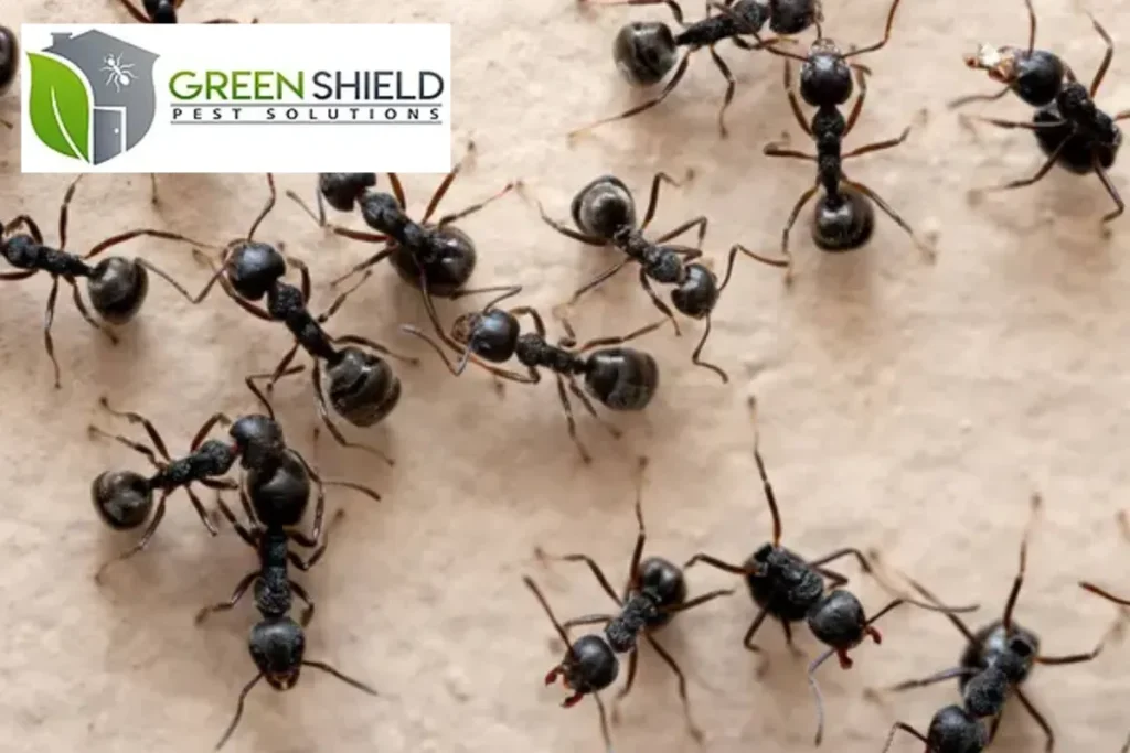 black ants
