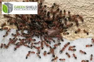 carpenter ants