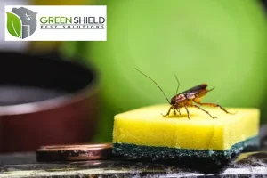 cockroach on the sponge