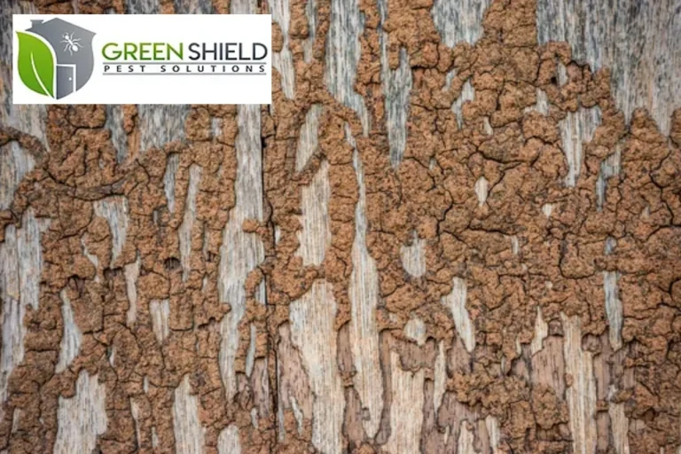 damaged wood wall by termites