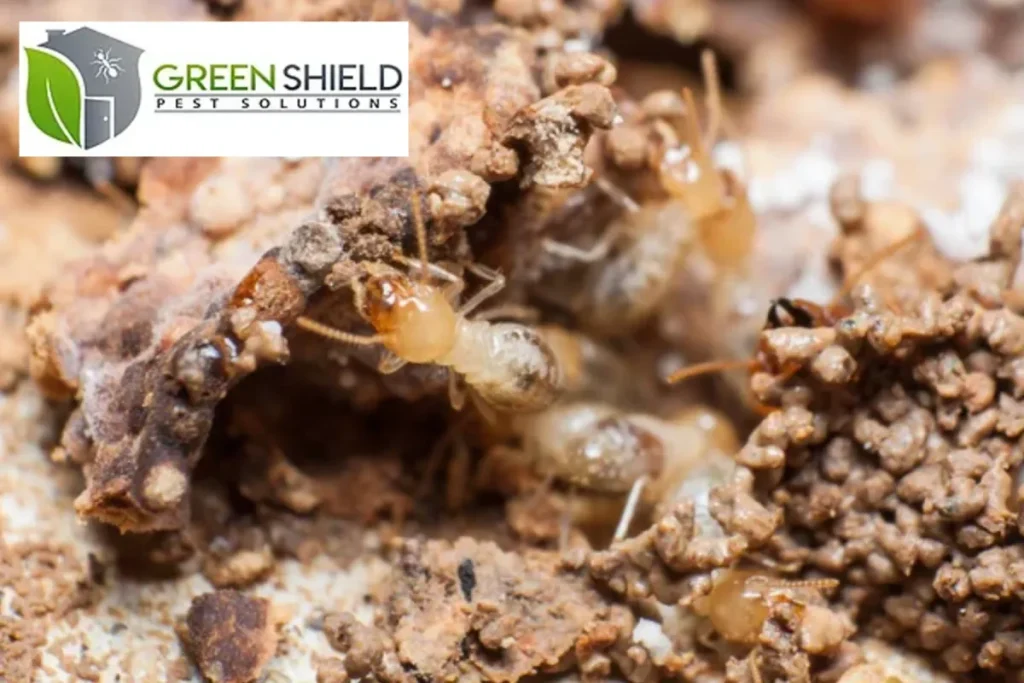 termite muds