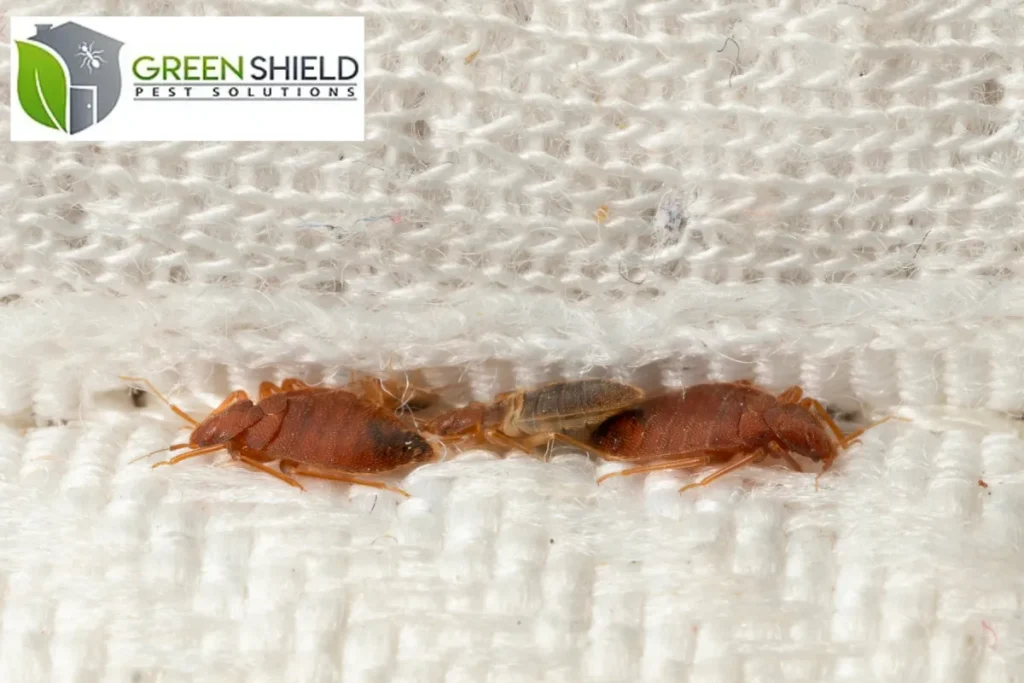 bed bug in the mattress